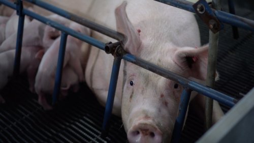 The Next Pandemic Could Come From an American Factory Farm