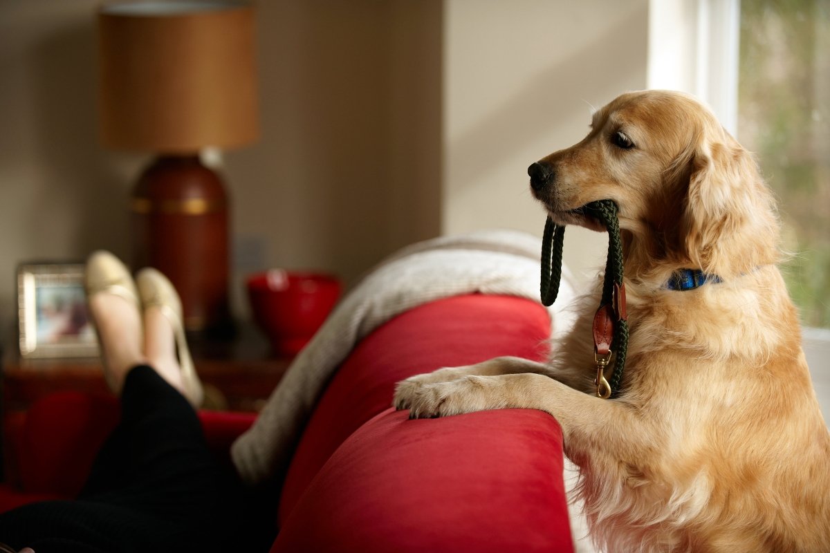 You and Your Dog Might Be Getting Fat for the Same Reason