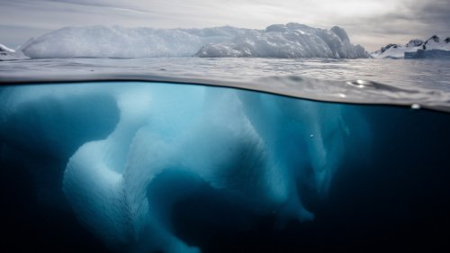 Scientists Discover Vast Plankton Blooms Hidden Under Antarctic Ice ...