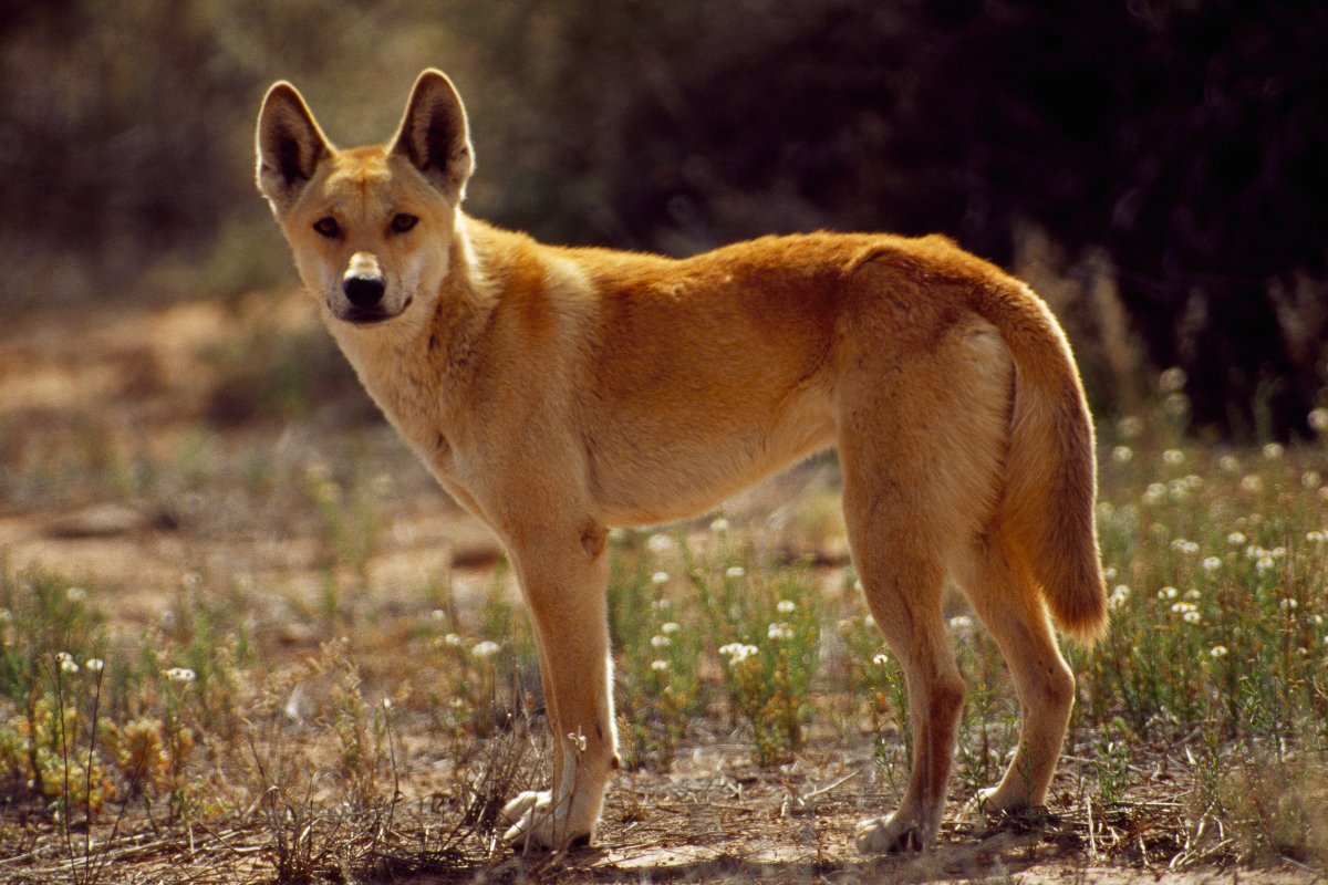 3 Women Attacked by Dingoes While Visiting Tourist Destination