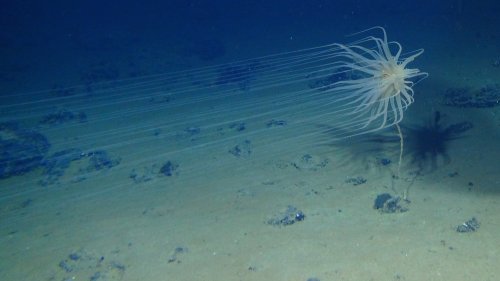 5,000 Wild New Species Discovered in Region That Ocean Mining Will Soon Devastate