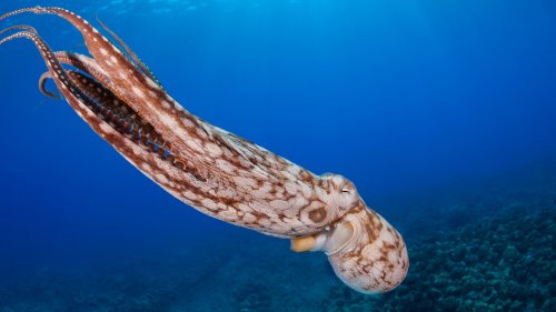 We kunnen veel over onszelf leren van het DNA van octopussen