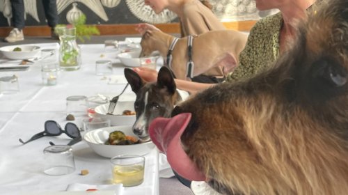 I Went to a Dinner Party With a Bunch of Dogs