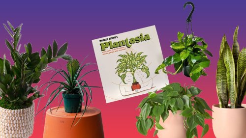 The Best Plants for People Who Always Complain About Their Plants Dying