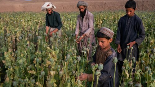 L’interdiction de l’opium des talibans et la crainte du passage au fentanyl