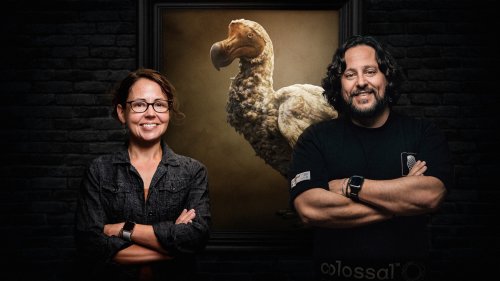 Scientists Launch Project to 'De-Extinct' the Dodo, Reintroduce to Natural Habitat