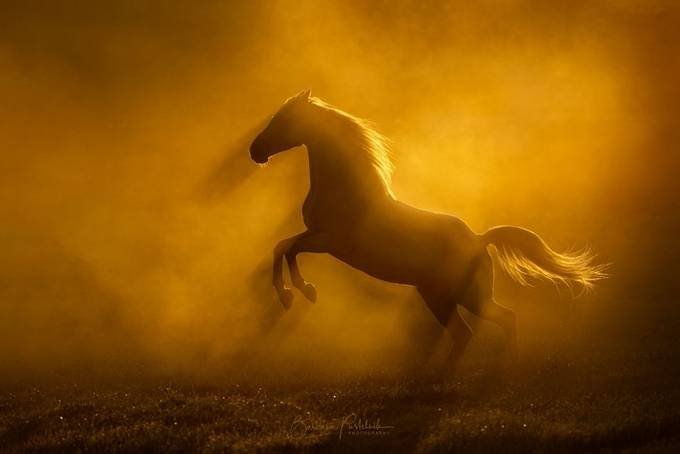 Light And Photography - cover