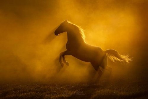 Natural Light Photo Contest Winners