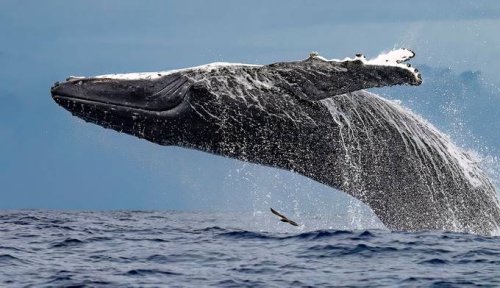 Huge Animals Photo Contest Winner