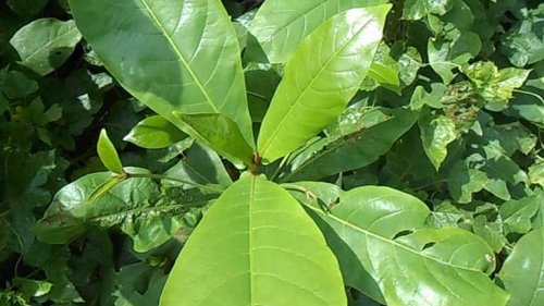 Cách dùng lá bàng chữa viêm họng đơn giản hiệu quả nhanh