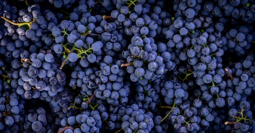 The Grapes That Make Up the World’s Most Famous Wine Blends