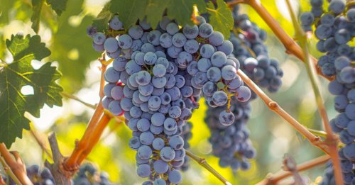 The 30 Best Cabernet Sauvignons for 2025