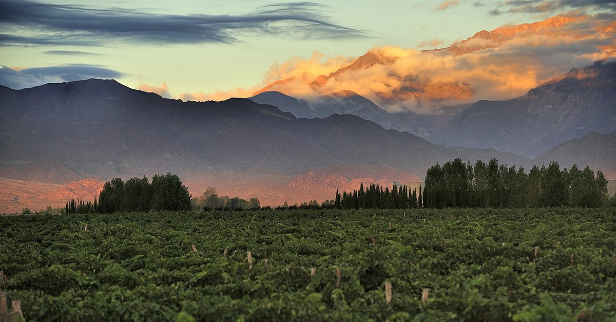 Learn About Malbec | Wine 101