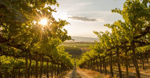 10 of the Most Important Vineyards in the U.S.