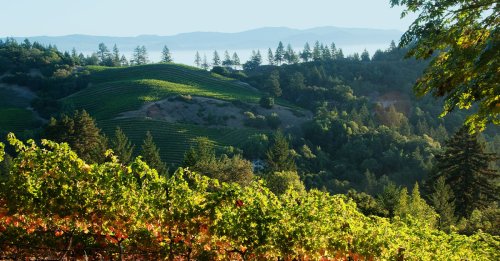 Mount Veeder Winery Celebrates 50 Years of Going Off the Beaten Path