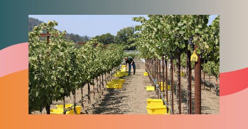 UC Davis: Trellis Systems Can Protect Cabernet Sauvignon From Climate Change