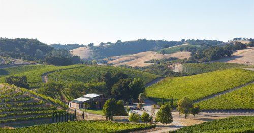 How the Diversity of Grapes Sets Paso Robles Wines Apart