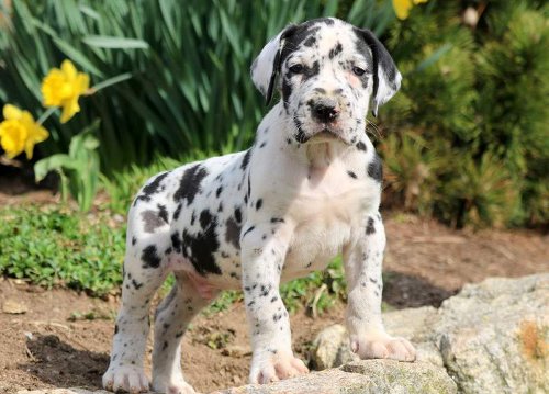 Cute Spotted Great Dane Puppies Available. - Flipboard