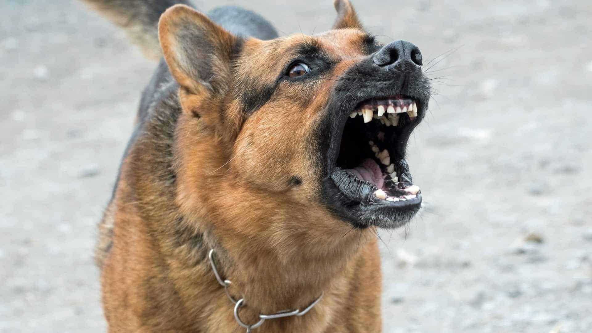 what is the most dangerous dog in america