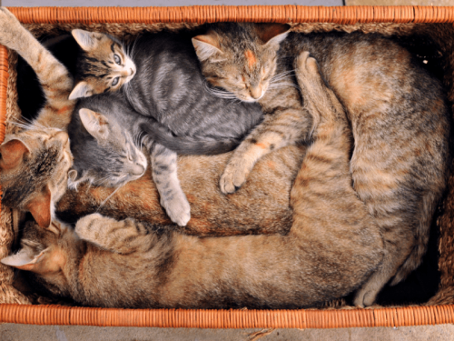 Animal lovers - cover
