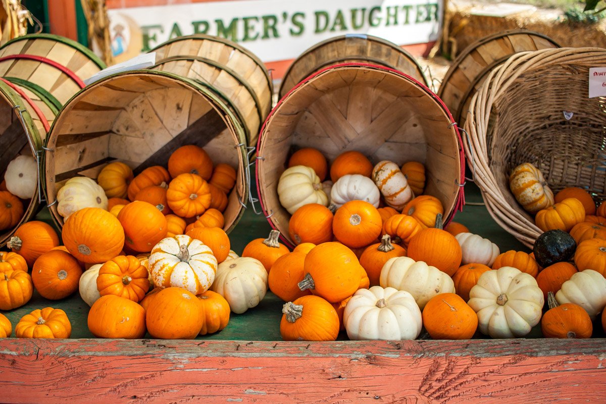 Half Moon Bay's Spirited Pumpkin Patches: Ditch the supermarket for these charming, country patches