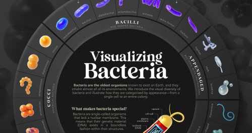 Visualized: The Many Shapes of Bacteria