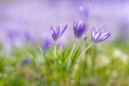 Backyard Flower Photography Tips to Capture Snowdrops and Crocuses