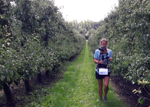 Automatic fruit count to support crop management | Vito remote sensing
