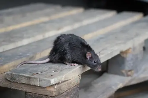 Des jardiniers parisiens requièrent une vaccination contre la leptospirose face à l'augmentation de la population de rats - Vivre paris