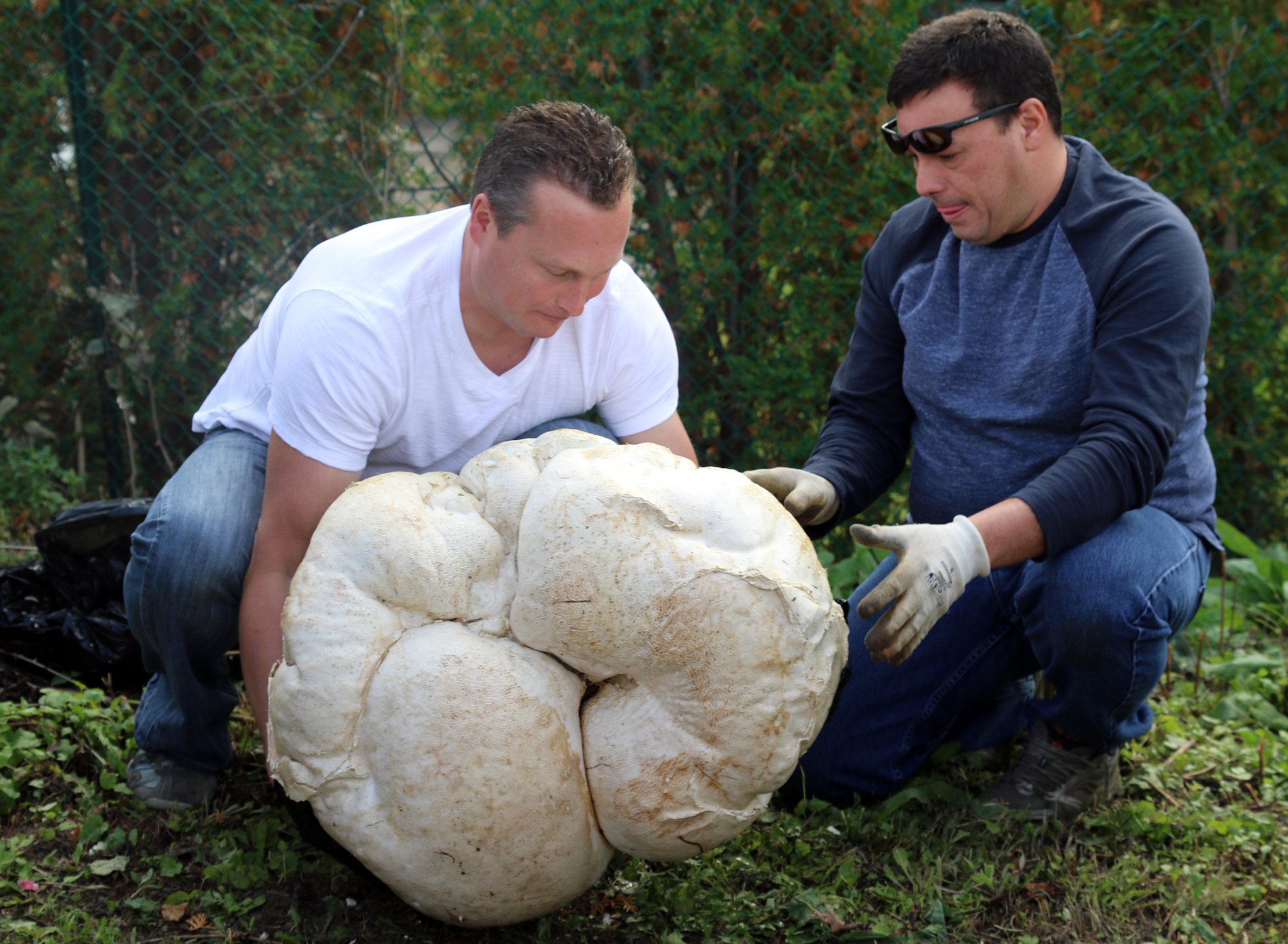 Hungry for giant puffball? Here's what you need to know Flipboard