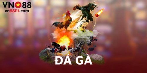 Đá Gà VN88 Trực Tuyến Hấp Dẫn Không Kém Gì Tại Trường Đấu Gà