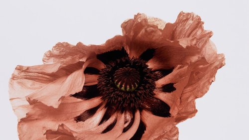 “For Me, Flowers Are Acts Of God”: A New London Exhibition Celebrates Irving Penn’s Spectacular Floral Portraits