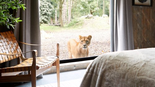 The Ultimate Staycation? One Vogue Editor Slept Next To Lion Cubs