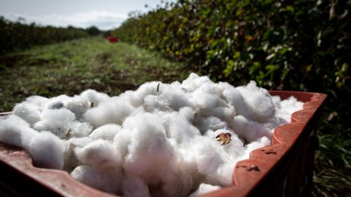 Inside Armani’s Bid to Grow Cotton in Italy