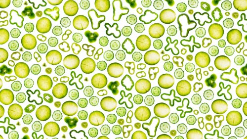 This Green Smoothie Changed My Gut