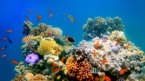 10 crèmes solaires qui ne détruisent pas les coraux
