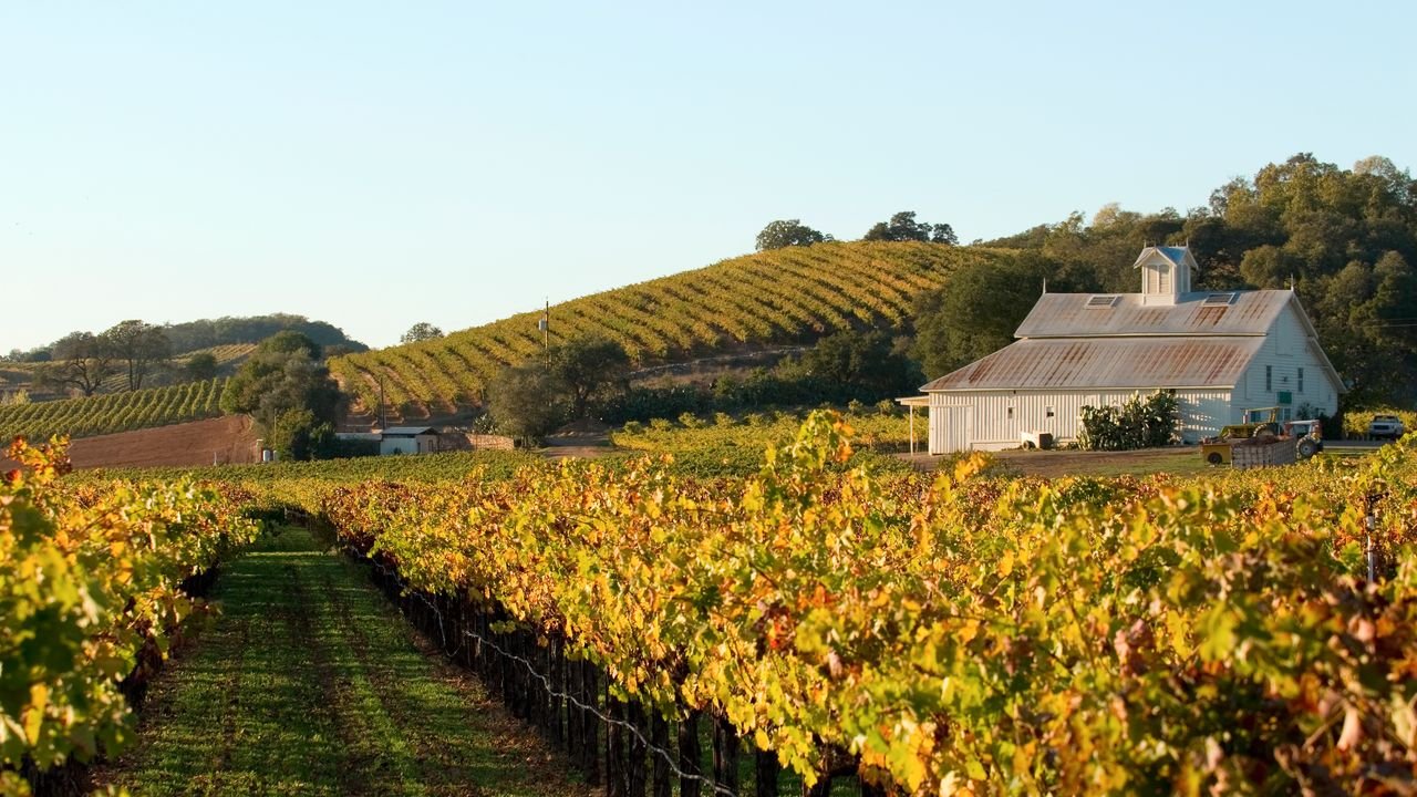 Notre guide complet de la Napa Valley, région experte en bons vins californiens