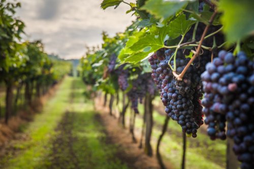 Winemakers, Lawmakers Discuss the Industry’s Challenges
