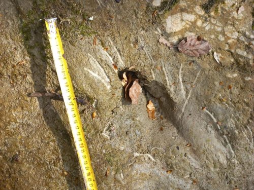 Mysteriöse Kratzspuren in Hohenems-Reute – War hier etwa ein Bär unterwegs?