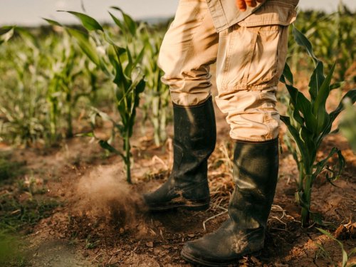 Live ab 11.15 Uhr: "Landwirt.schafft.Neues – Ideen, die Wurzeln schlagen"
