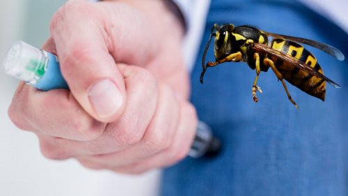 Lebensbedrohlicher Wespenstich: EpiPens nicht verfügbar
