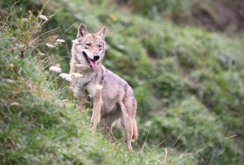 TBC und Wolf dominierten den Alpsprechtag im Bregenzerwald