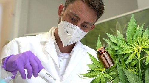 Weiter dicke Luft rund um CBD-Hanfblüten