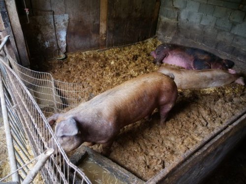 Tierschützer prangern schockierendes Schweine-Elend in Bildstein an