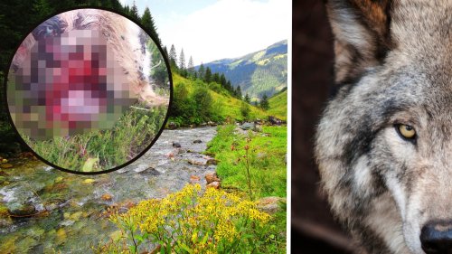 Wölfe - Heuer bisher bundesweit Rückgang bei getöteten Nutztieren