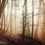 Waldfotografie: Tipps für tolle Bilder