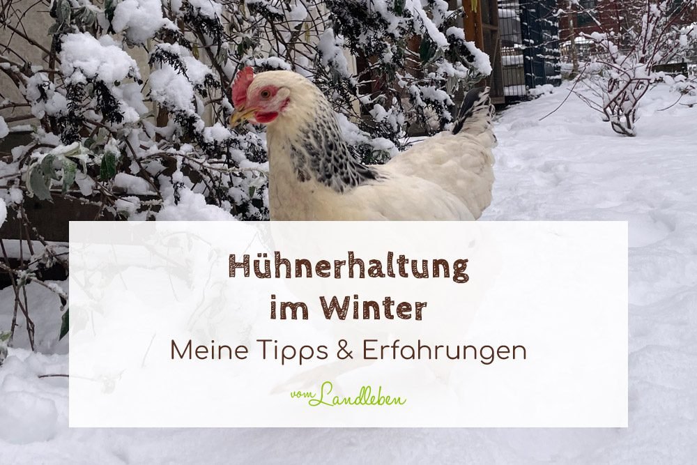🐓❄️ Hühnerhaltung im Winter | vom Landleben