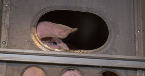 A new USDA rule gives pork producers more control. That could endanger consumers.