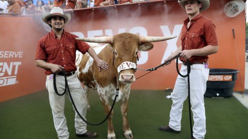 WATCH: Bevo XV's reaction to Texas win is awesome