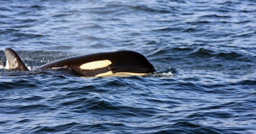 Killer whales are stalking boats and stealing their fish